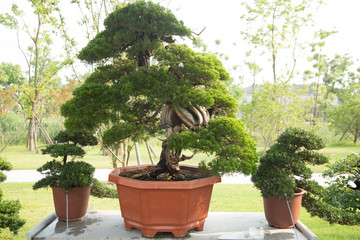 Fototapeta premium Pine bonsai in the basin garden of Nantong, China