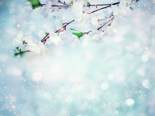 spring background of flowering white cherry flowers tree and leaves