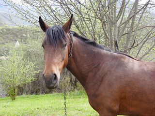 A horse tethered to a tree on green spring background
