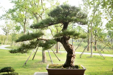 Fotobehang Bonsai Pine bonsai in the basin garden of Nantong, China  © 草房子摄影工作室