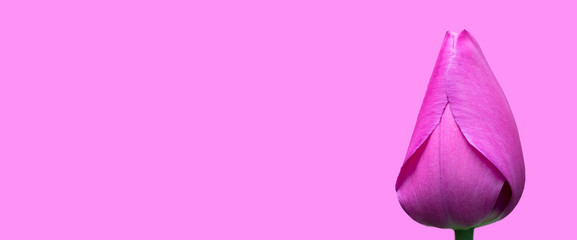 Obraz na płótnie Canvas Purple tulip banner on a purple background. Beautiful flower.