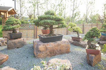 Pine bonsai in the basin garden of Nantong, China