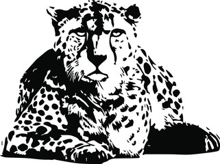  Hand drawn jaguar. Vector isolated on a transparent background