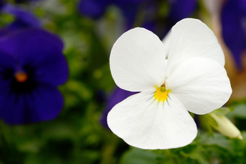 white horn violet in the springtime