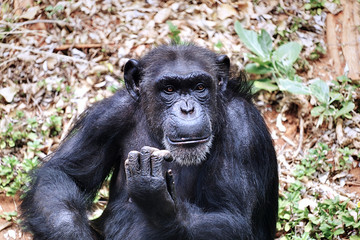 Smiling Chimpanzee