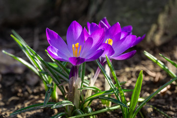 Violet crocuses in early spring garden in sunny day. Close-up flowering crocuses Ruby Giant on natural stone background. Soft selective focus.
