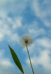 white dandelion (taraxacum officinalis) or erythrospermum plant flower against a blurry blue sky and clouds ,low angle