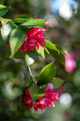 Flowers of camellia japonica Daikagura