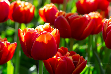 Beautiful tulips. Spring background. Bright red flowers.