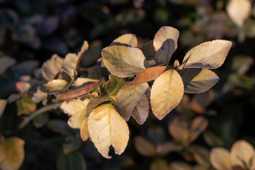 Euonymus fortunei Emerald n gold