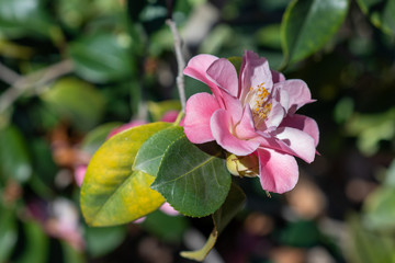 Flowers of camellia japonica La psalette