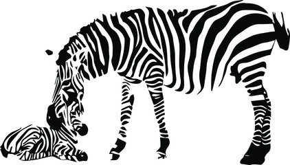  Hand drawn zebra. Vector isolated on a transparent background