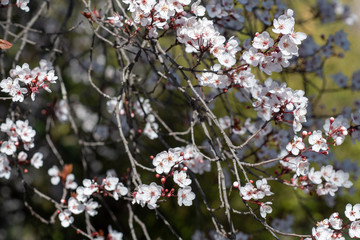 Spring bloom of cherry plum