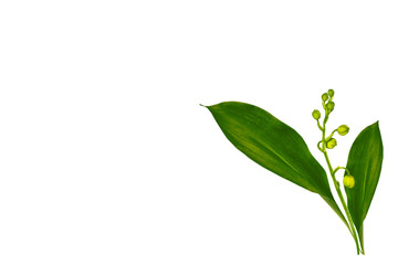 Lily of the valley flower on white background