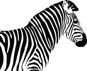 Fototapeta na wymiar Hand drawn zebra. Vector isolated on a transparent background