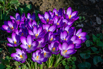 Violet crocuses in early spring garden in sunny day. Close-up flowering crocuses Ruby Giant on natural green background. Selective focus.