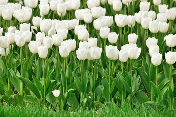 White tulips planted in the garden