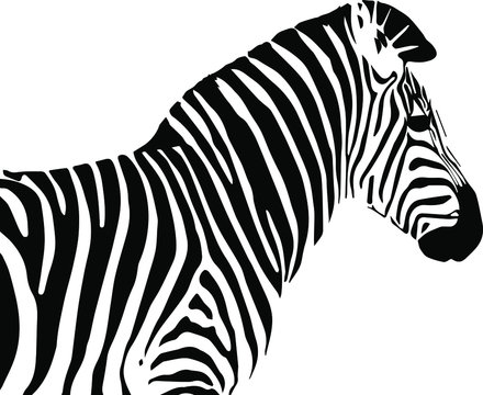  Hand drawn zebra. Vector isolated on a transparent background
