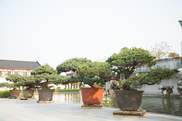 Fototapeta na wymiar Pine bonsai in the basin garden of Nantong, China