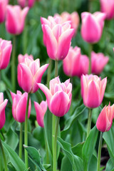 Beautiful rose tulip garden
