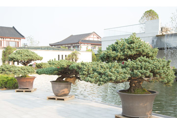 Pine bonsai in the basin garden of Nantong, China
