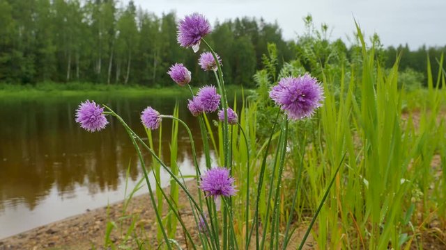 Panorama with flowering bunch of chive 