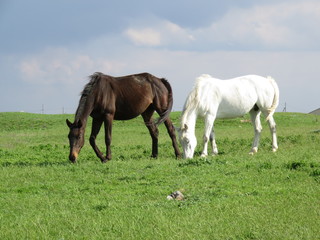 Obraz na płótnie Canvas Horses grazing in field