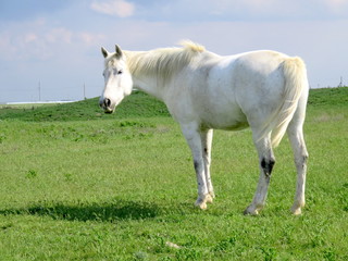 Horse in a field.