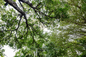 Green leaves with branch in garden on sunny