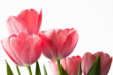 spring pink flowers tulips isolated on white background copy space
