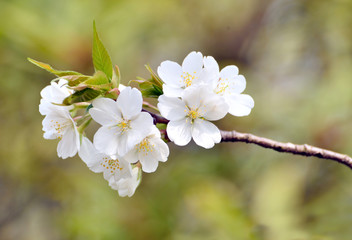 White pear flower in City Garden