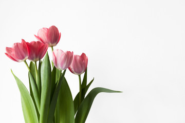 spring pink flowers tulips isolated on white background copy space