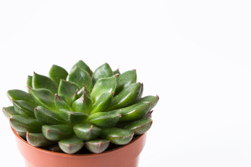 Succulent in pot isolated on white background copy space