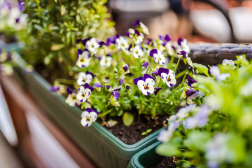 Small violets in a flower pot. Springtime  flowers. 
