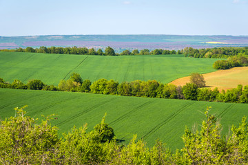 Green fields landscape. Spring landscape. Bulgarian countryside