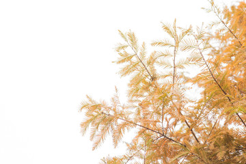 Close-up  Yellow pine leaves on white background with copy space