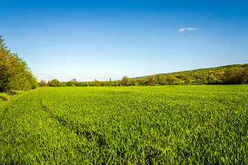 Green fields landscape. Spring landscape. Agriculture conept.