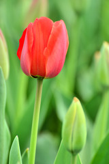 Fototapeta premium Tulip flowers