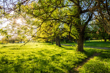 Countryside background - tree and a green meadow .Spring background