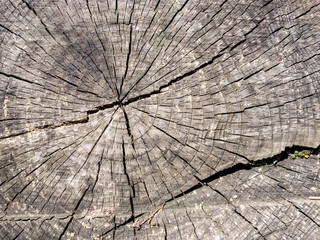 Wooden texture of rough old round cut down oak tree with cracks and annual rings.