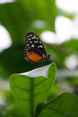 Naklejka na ściany i meble Schmetterling auf Pflanze