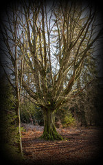 Old oak with widely spreading branches in the nature reserve Urwald Sababurg near Kassel, vignetting photo