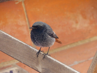 Small bird with gray, white and orange feathers