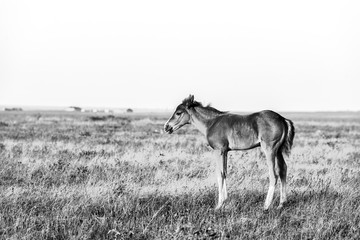 Little cute foal standing on the pasture, rural landscape.