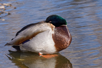 Waterfowl of Colorado. Male Mallard duck in a lake.