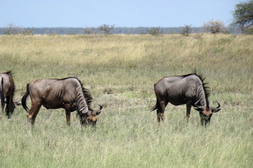 Connochaetes taurinus taurinus