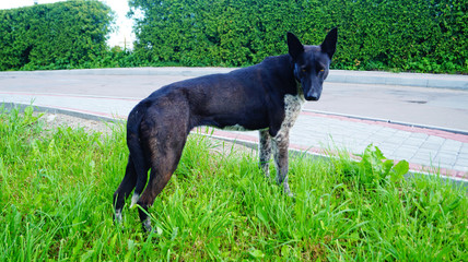 Obraz premium Dog with black-white hair sits on the green grass on a sunny summer day