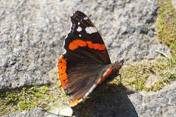 Fototapeta na wymiar A butterfly with black white and red wings sits on a stone on a sunny summer day