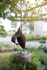 Pine cone in warm light. Close up.