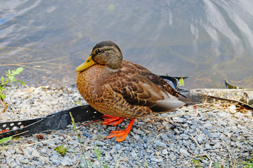 A duck with brown, white and black feathers sits on a lake on a sunny summer day